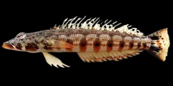 四斑拟鲈（Parapercis clathrata）图片