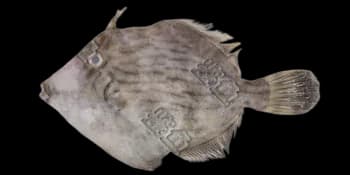 丝背细鳞鲀（Stephanolepis cirrhifer）图片