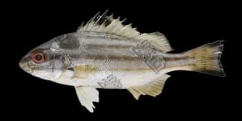 四带牙鯻（Pelates quadrilineatus）图片