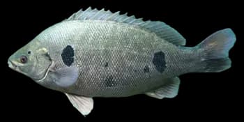 丝蝴蝶鱼（Chaetodon auriga）图片