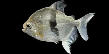 斯氏锯腹脂鲤（Myleus schomburgkii）图片