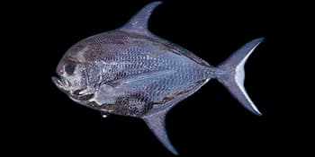 斯氏长鳍乌鲂（Taractichthys steindachneri）图片