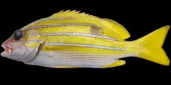 四线笛鲷（Lutjanus kasmira）图片