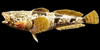 松江鲈（Trachidermus fasciatus）图片