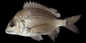 太平洋棘鲷（Acanthopagrus pacificus）图片