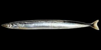 太平洋玉筋鱼（Ammodytes personatus）图片