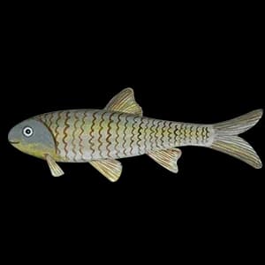 台湾铲颌鱼（Varicorhinus barbatulus）图片