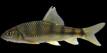 台湾光唇鱼（Acrossocheilus paradoxus）图片