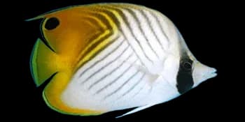 坦氏裸顶脂鲤（Gymnocorymbus ternetzi）图片
