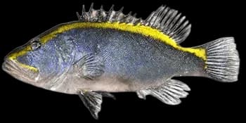 特氏紫鲈（Aulacocephalus temminckii）图片