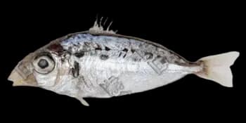 条马鲾（Equulites rivulatus）图片