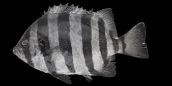 条石鲷（Oplegnathus fasciatus）图片