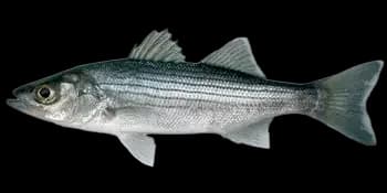 条纹狼鲈（Morone saxatilis）图片
