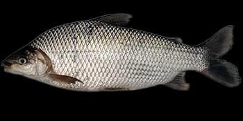 条纹鲮脂鲤(Prochilodus lineatus)图片