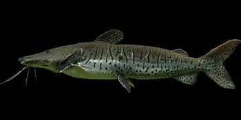 条纹鸭嘴鲇（Pseudoplatystoma fasciatum）图片