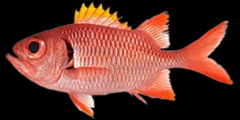 凸颌锯鳞鱼（Myripristis berndti）图片