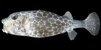 突吻箱鲀（Ostracion rhinorhynchos）图片