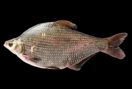 团头鲂（Megalobrama amblycephala）图片