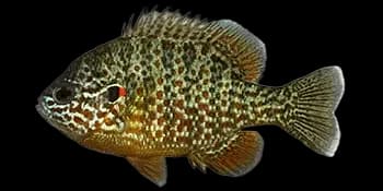 驼背太阳鱼（Lepomis gibbosus）图片
