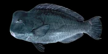 驼峰大鹦嘴鱼（Bolbometopon muricatum）图片