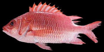 尾斑棘鳞鱼（Sargocentron caudimaculatum）图片