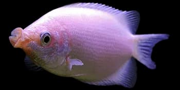 吻鲈（Helostoma temminkii）图片