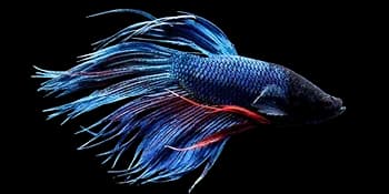 五彩搏鱼（Betta splendens）图片