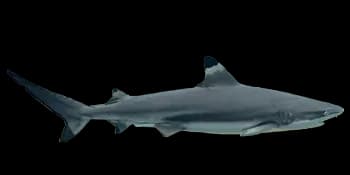 污翅真鲨（Carcharhinus melanopterus）图片