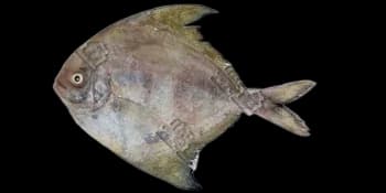 乌鲹（Parastromateus niger）图片