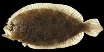 五眼斑鲆（Pseudorhombus pentophthalmus）图片
