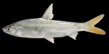 细鳞斜颌鲴（Plagiognathops microlepis）图片