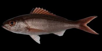 西氏紫鱼（Pristipomoides sieboldii）图片