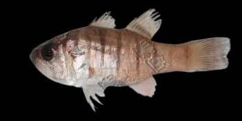 细条天竺鲷（Apogon lineatus）图片