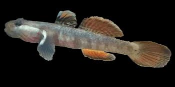溪吻虾虎鱼（Rhinogobius duospilus）图片