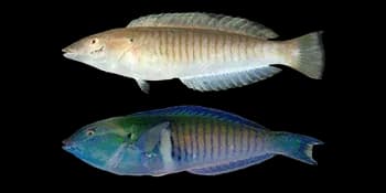 狭带细鳞盔鱼（Hologymnosus doliatus）图片