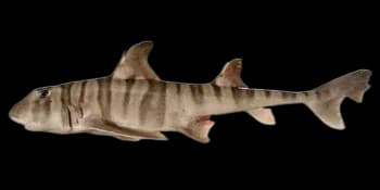 狭纹虎鲨（Heterodontus zebra）图片