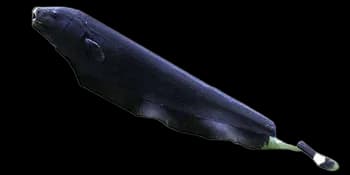 线翎电鳗（Apteronotus albifrons）图片