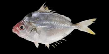 项斑项鲾（Nuchequula nuchalis）图片