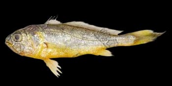 小黄鱼（Larimichthys polyactis）图片