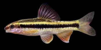 小鳈（Sarcocheilichthys parvus）图片