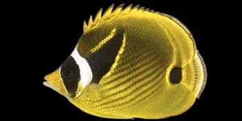 新月蝴蝶鱼（Chaetodon lunula）图片