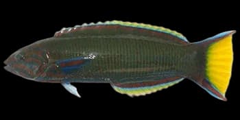新月锦鱼（Thalassoma lunare）图片