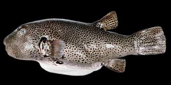 星斑叉鼻鲀（Arothron stellatus）图片