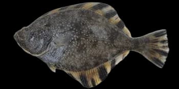 星斑川鲽（Platichthys stellatus）图片