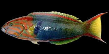 胸斑锦鱼（Thalassoma lutescens）图片