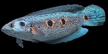 胸眼鳢（Channa pleurophthalma）图片