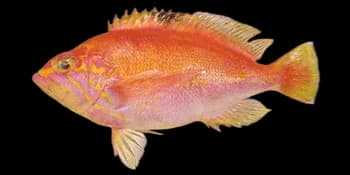 许氏菱牙鮨（Caprodon schlegelii）图片