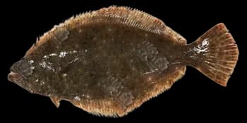 牙鲆（Paralichthys olivaceus）图片