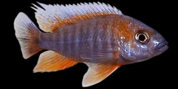 雅氏孔雀鲷（Aulonocara jacobfreibergi）图片