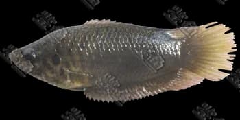 眼斑斗鱼（Macropodus ocellatus）图片